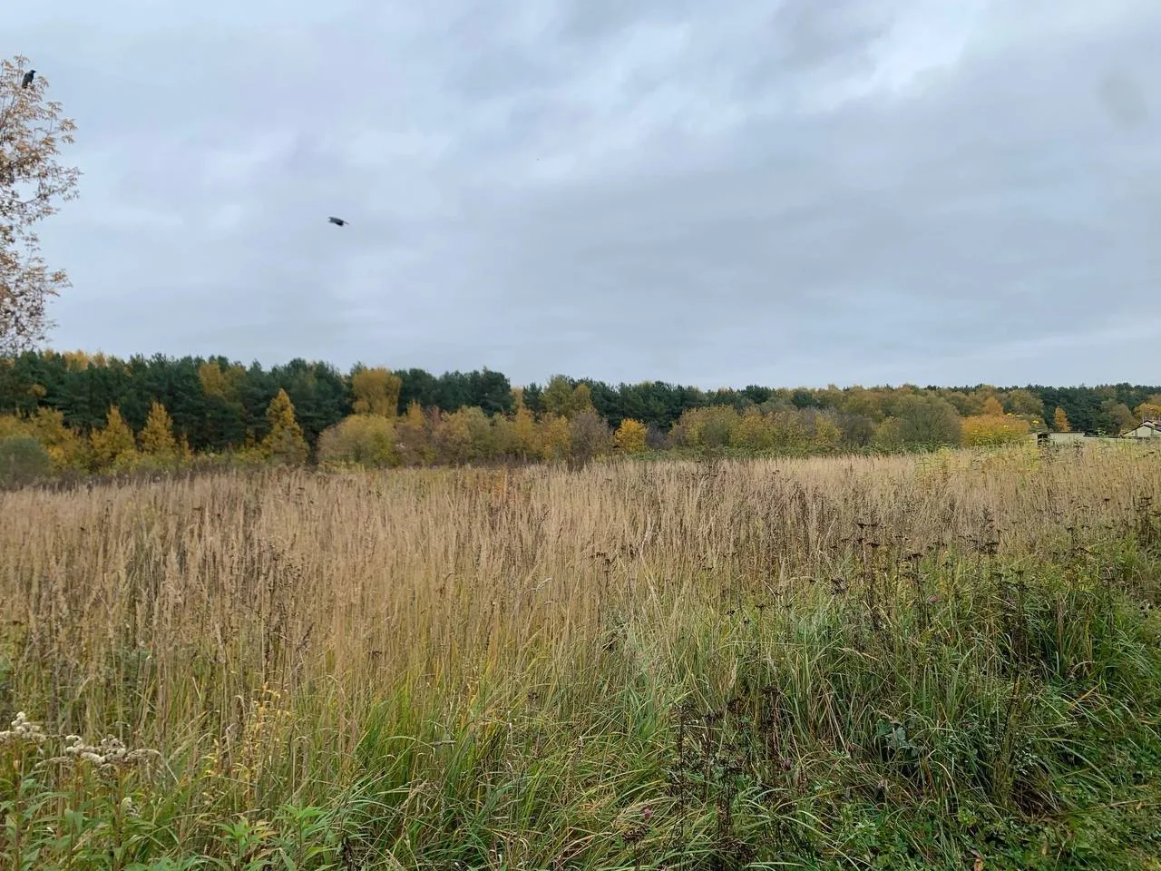 🍂 Осень укрывает парк Кузьминки-Люблино золотыми красками