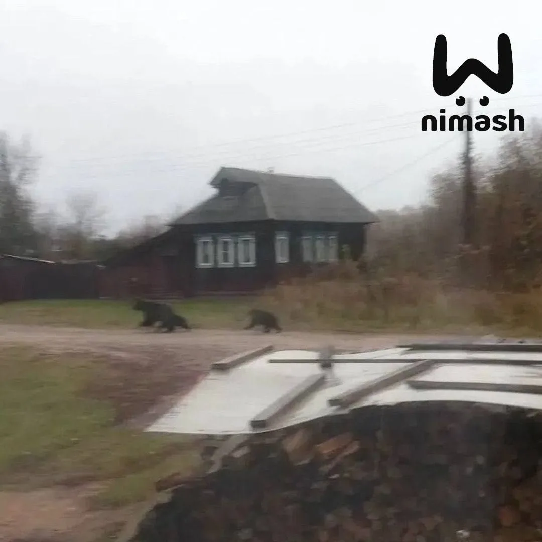 Медведицу с медвежатами заметили в одном из сёл Нижегородской области 😳