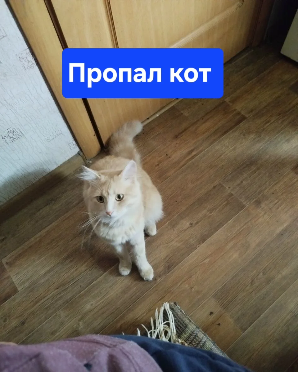 Пропал кот 10.10.26 в районе улици Коммунистической! Похож на майкуна, возраст около дв...