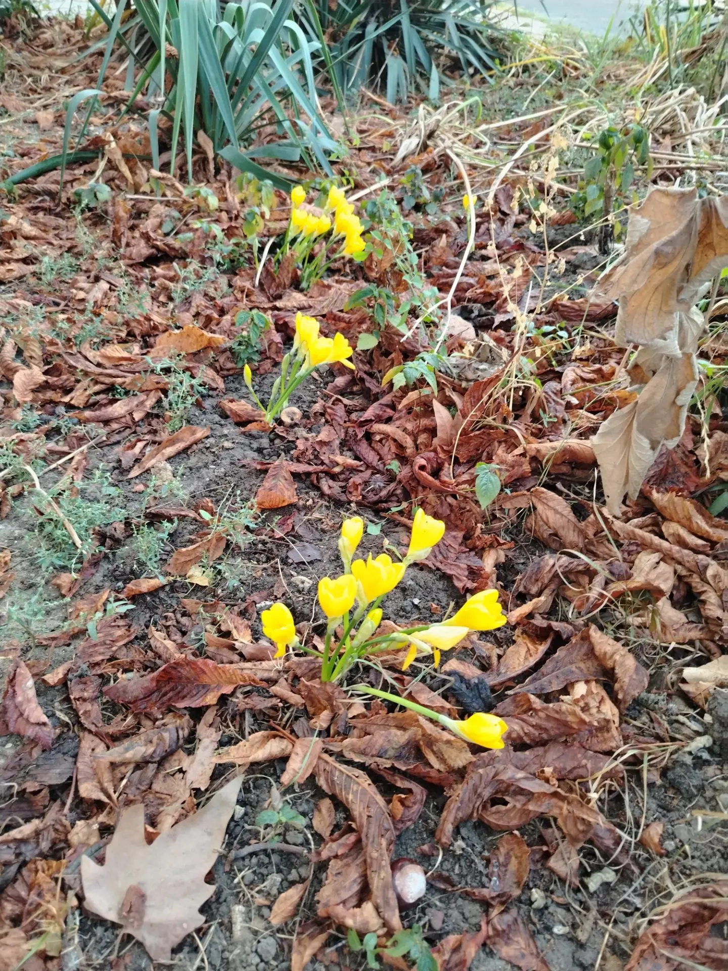 когда осень отменили 🌼🌼🌼