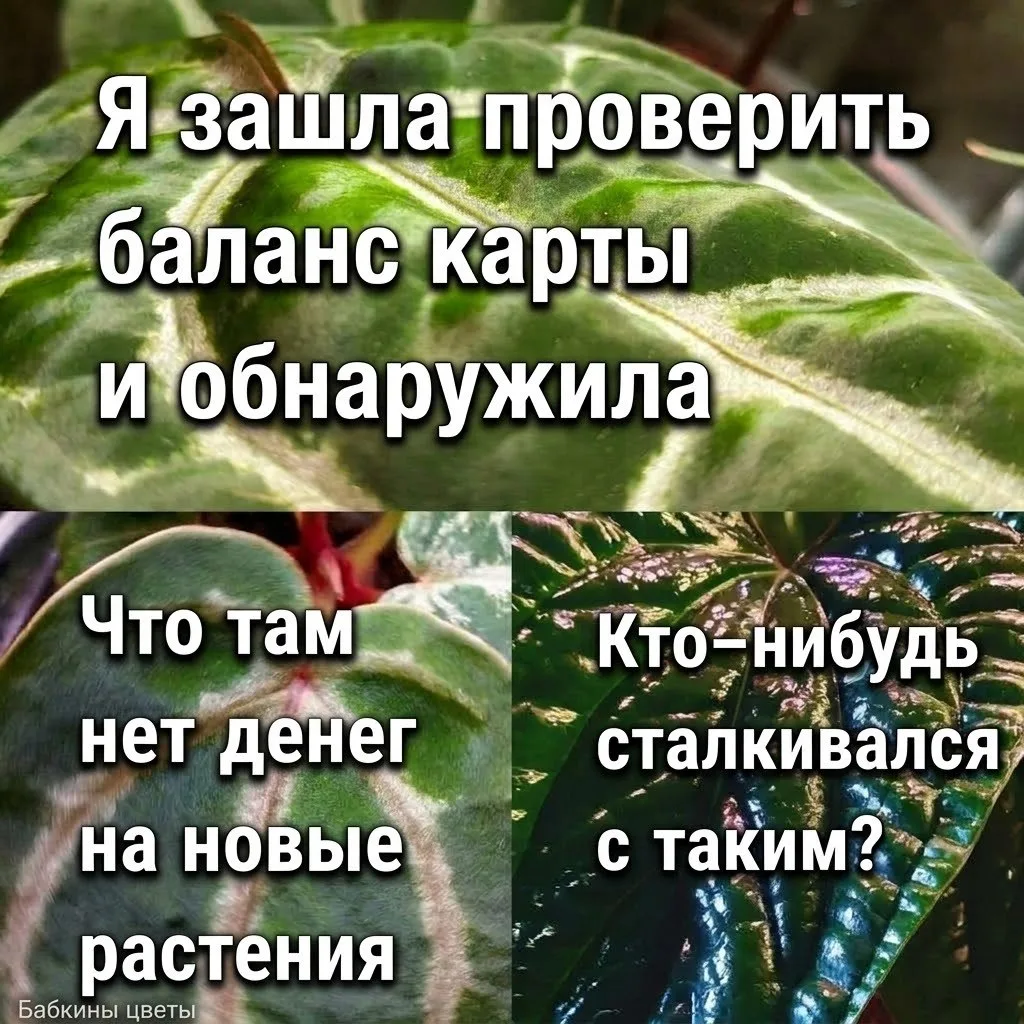 Я не была в эти выходные на цветочных мероприятиях, но без новых растений я не осталась 😁