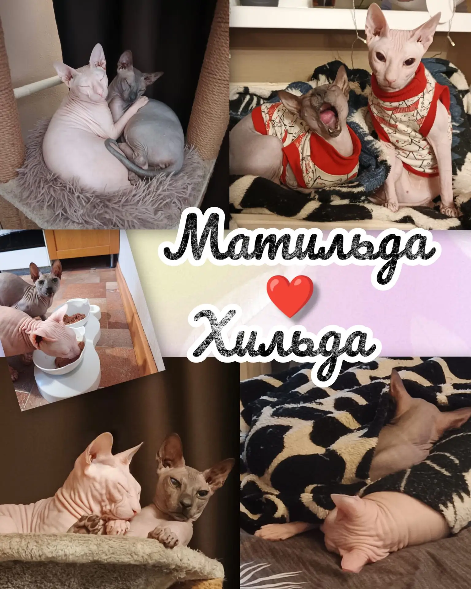 Два факта о Донских сфинксах, которые понимаешь только с годами 🪐🐾