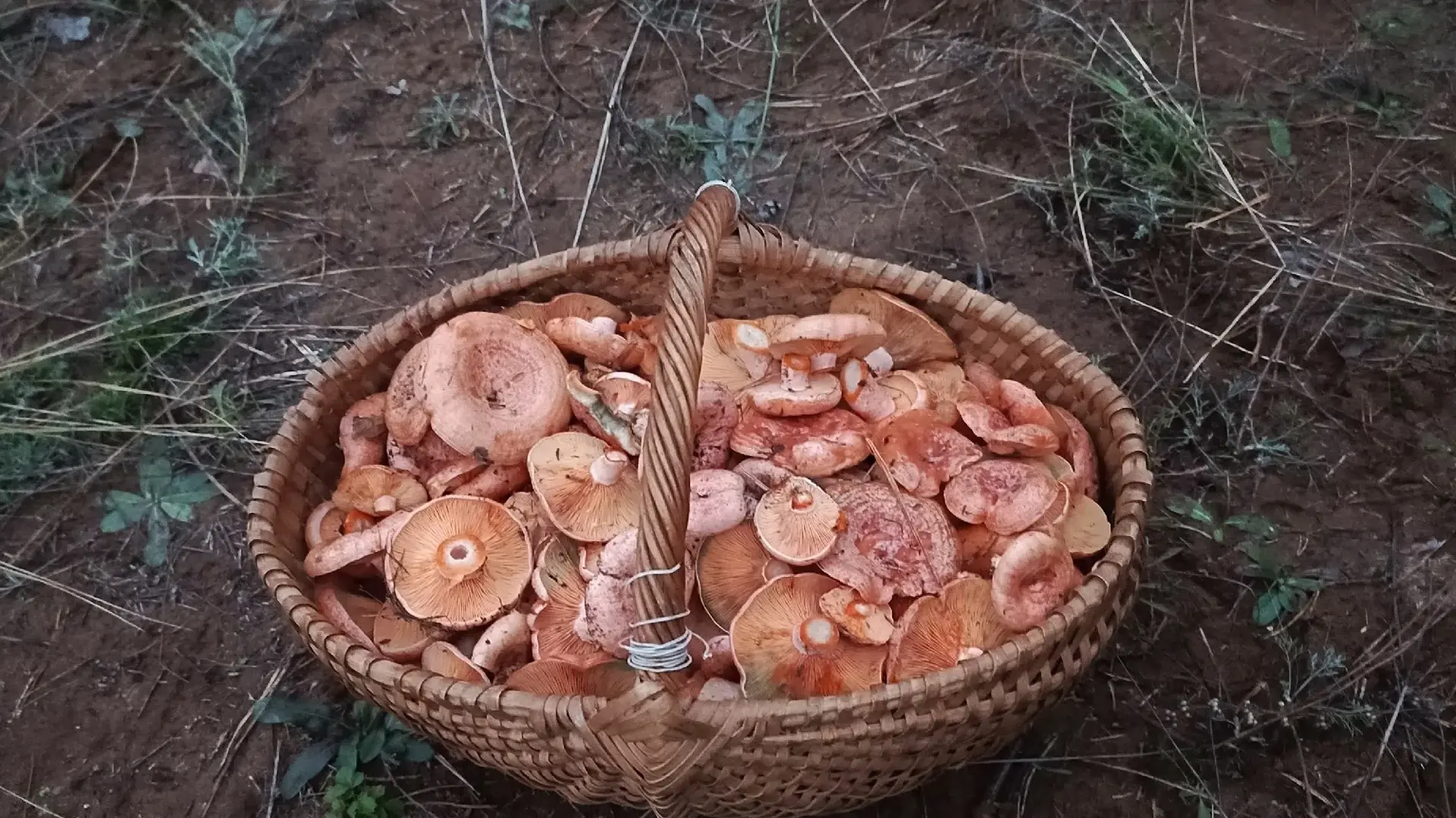 🍄‍🟫Бор продолжает радовать грибников своими дарами.