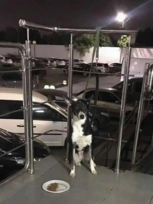 🐶 Мужчина привязал собаку у подъезда и исчез в Краснодаре.