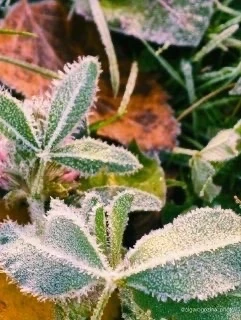 Первые заморозки в Красноярске ❄️