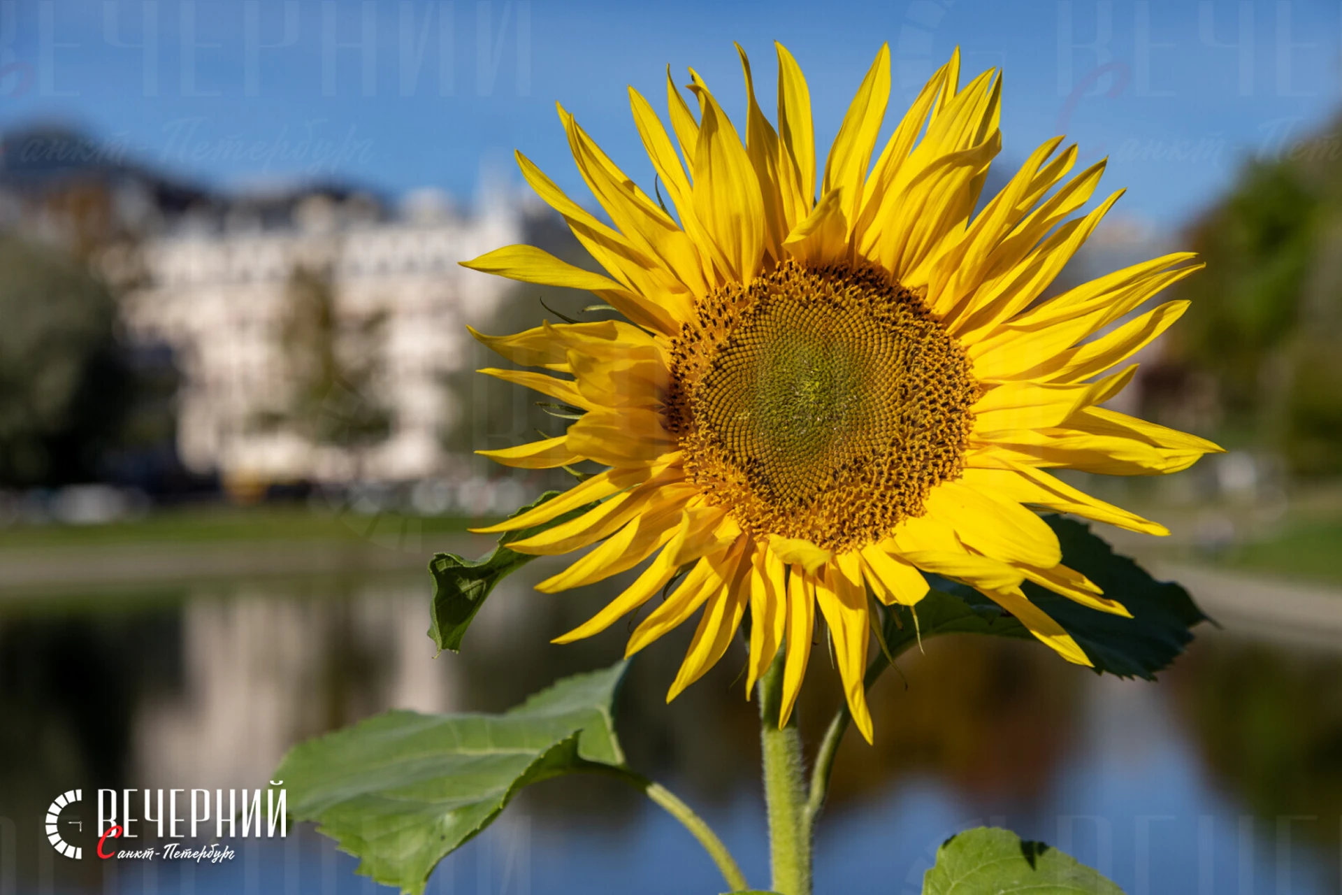 ☀️  Петербург наслаждается солнечным октябрём