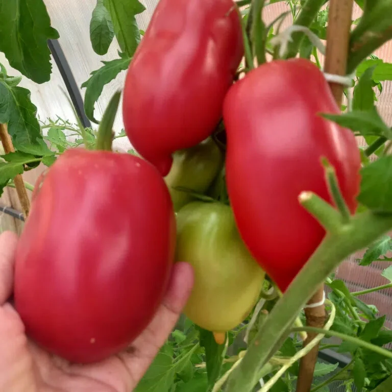 Чудо земли - ПЕРЦЕВИДНЫЕ по форме, супер вкусные!