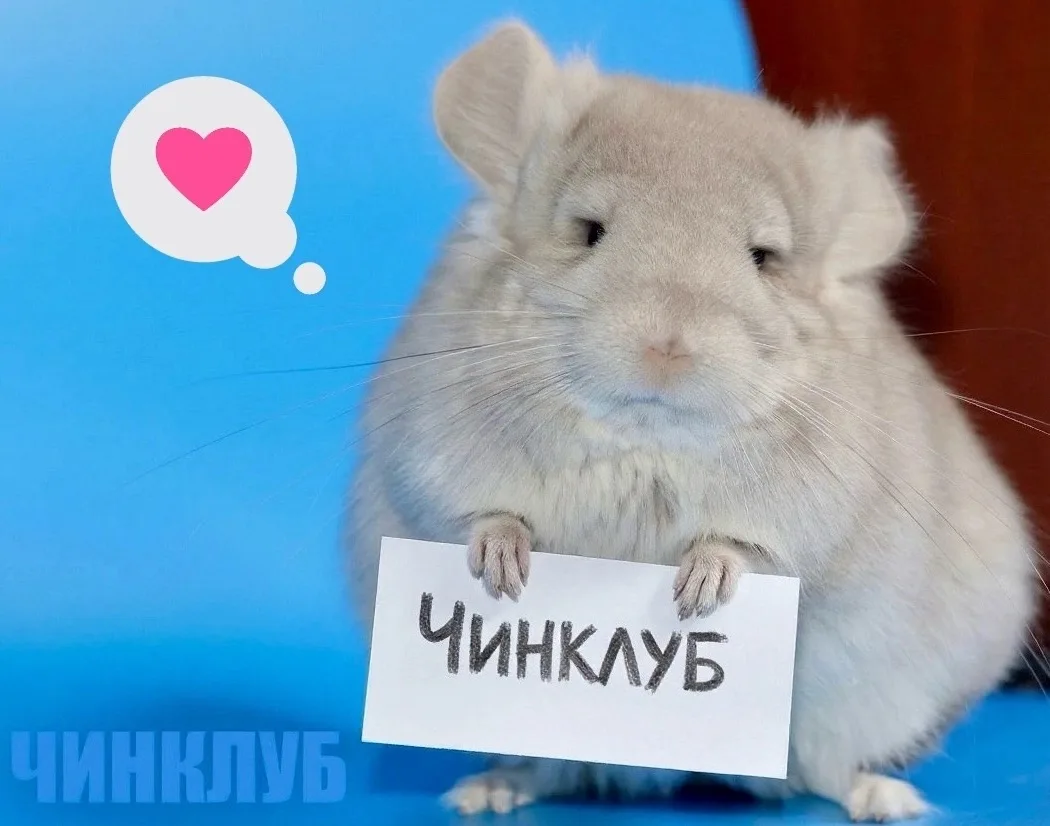 Друзья, напоминаем, что на любимый ЧинКлуб можно подписаться и в ТГшке: https://t.me/ch...