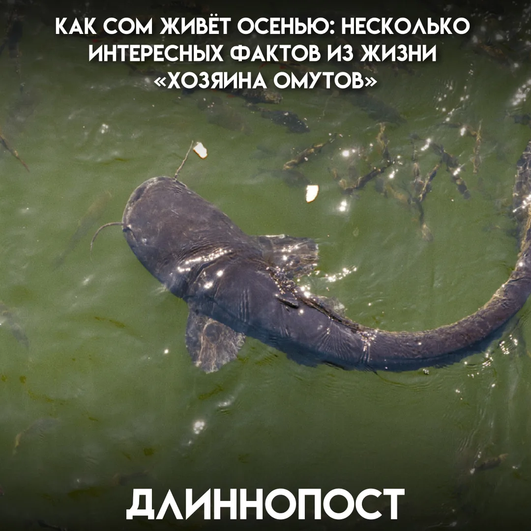 Осенью сом превращается из ленивого хозяина омута в прожорливого охотника: ему нужно ус...