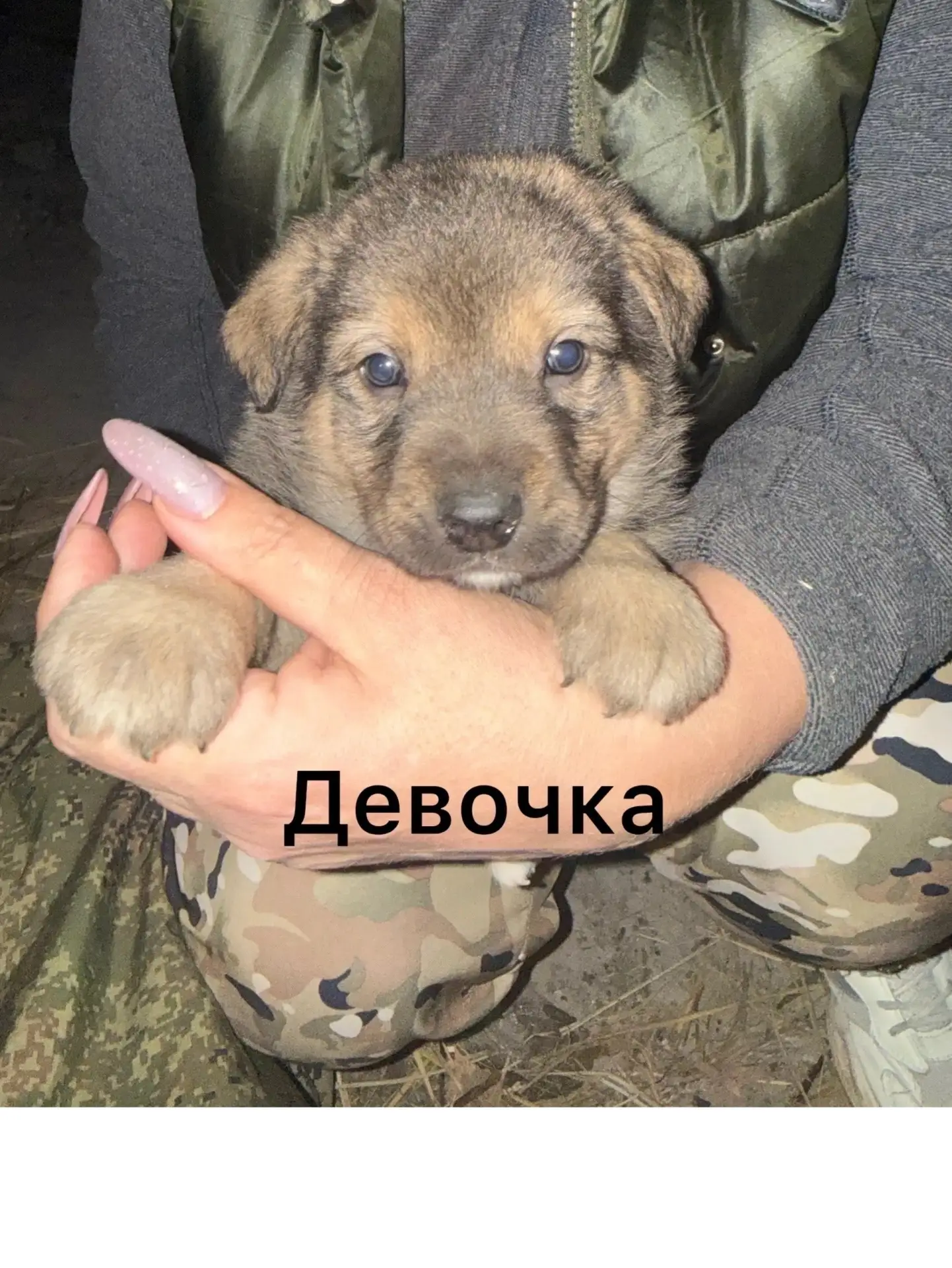 ⚠️‼️Нет ни одного желающего взять на пристрой и кураторство !
