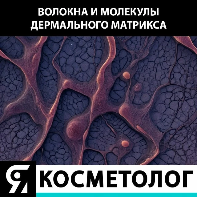 💆‍♀️Дерма характеризуется наличием волоконных структур, синтезируемых фибробластами и ...