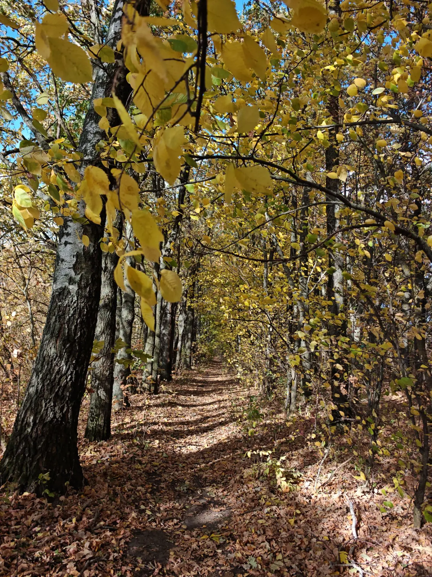 Доброе утро, Дорогие друзья 🍁.