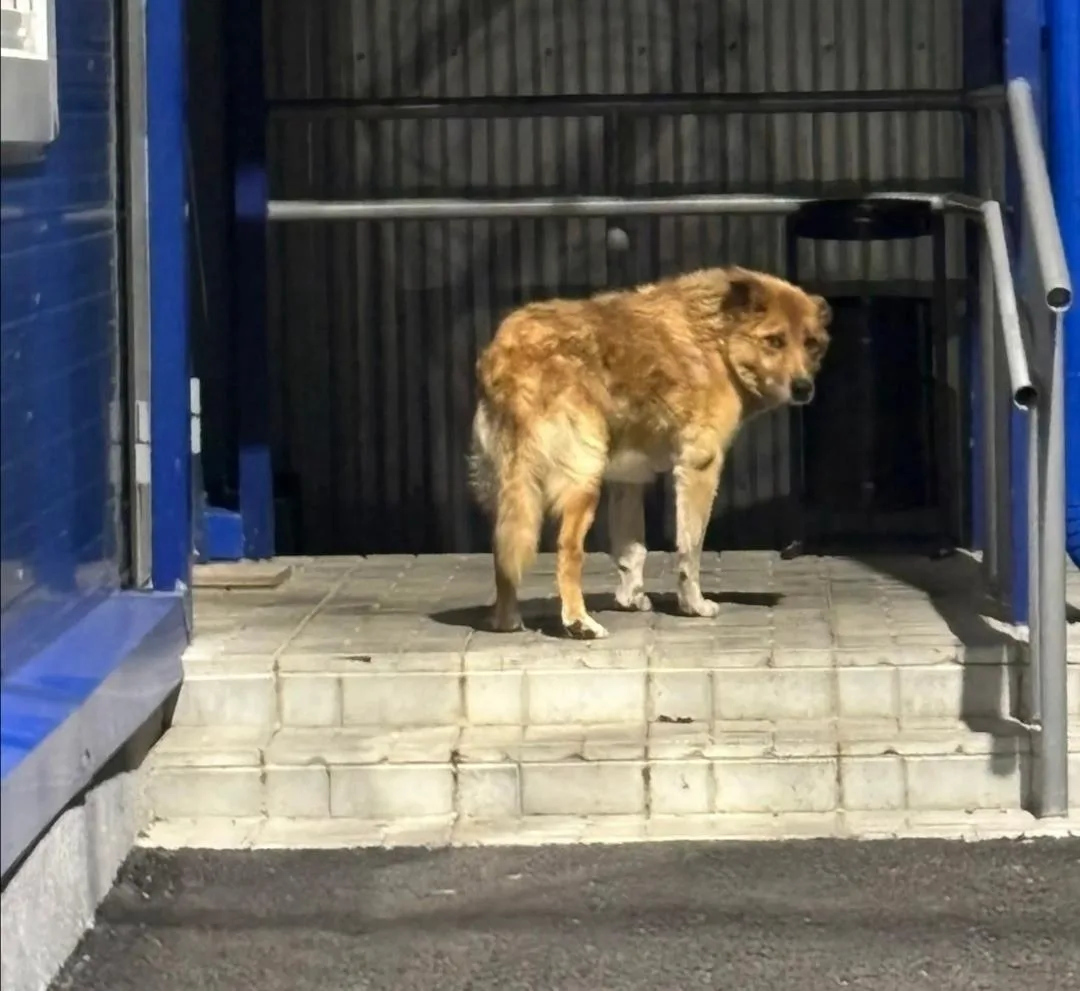 🐕 Жители требуют ответа из-за гибели собаки