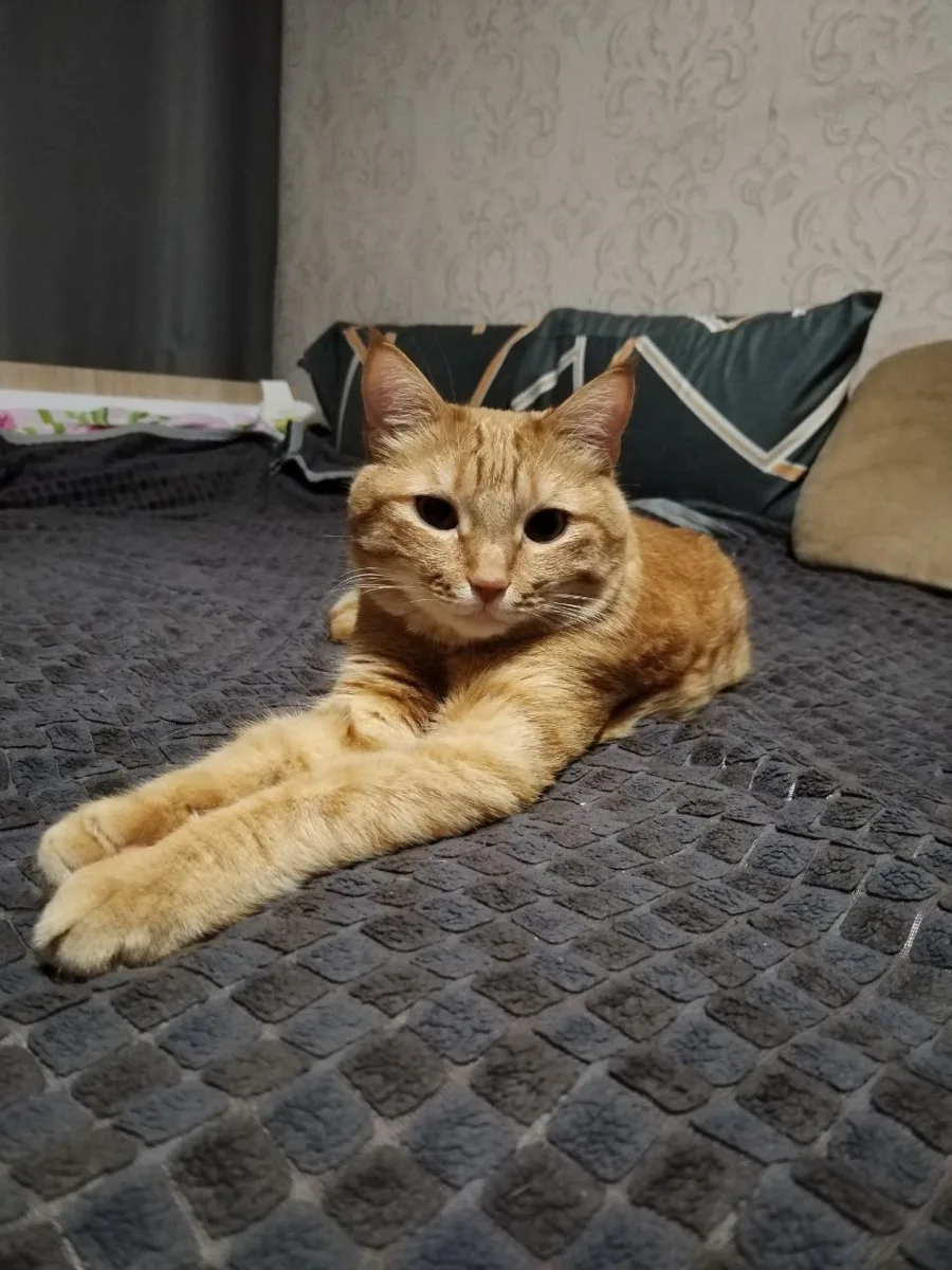 🤩 Осенний золотой Сфинкс... то есть кош!