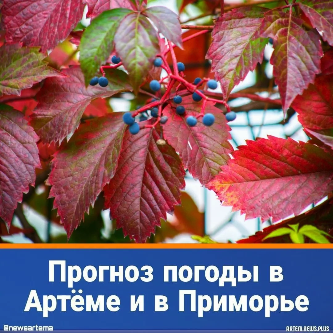⭐️ Сегодня, 15 октября, погоду в Приморском крае определяет высотная ложбина. Преимущес...