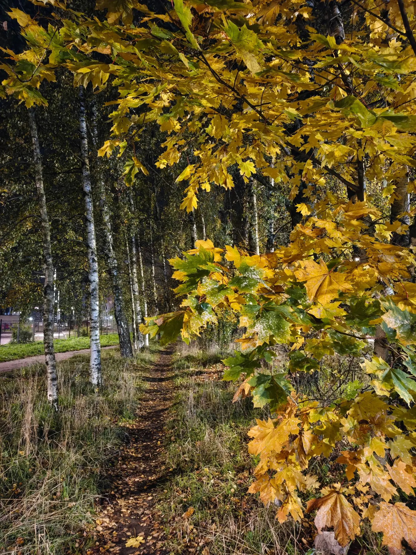 Осинка онлайн🍁