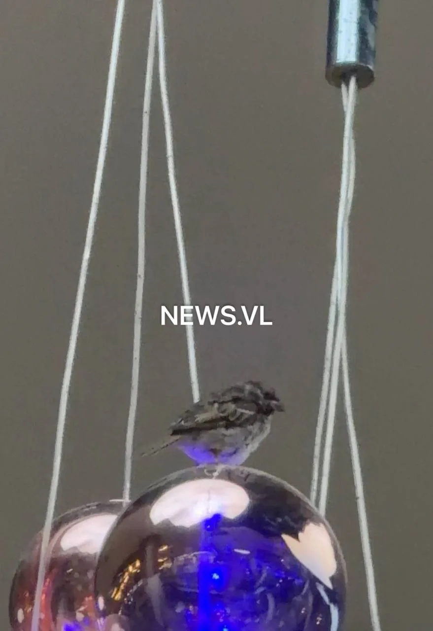 🐦🏬 Назвали Кешей и оставили жить? Воробей больше месяца не может выбраться из «Калина...
