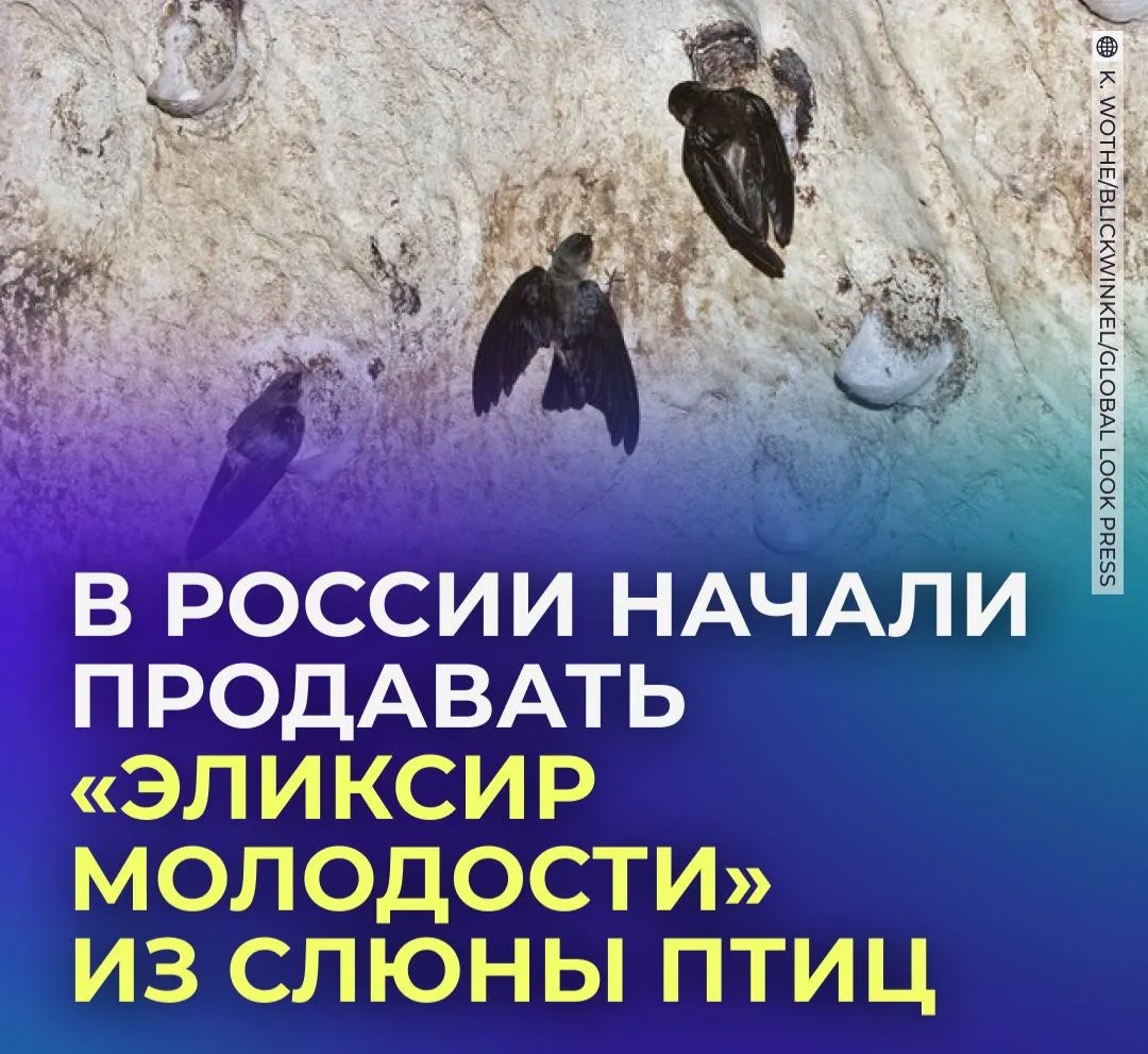 🧐 Россиянки начали пить слюну птиц ради омоложения.