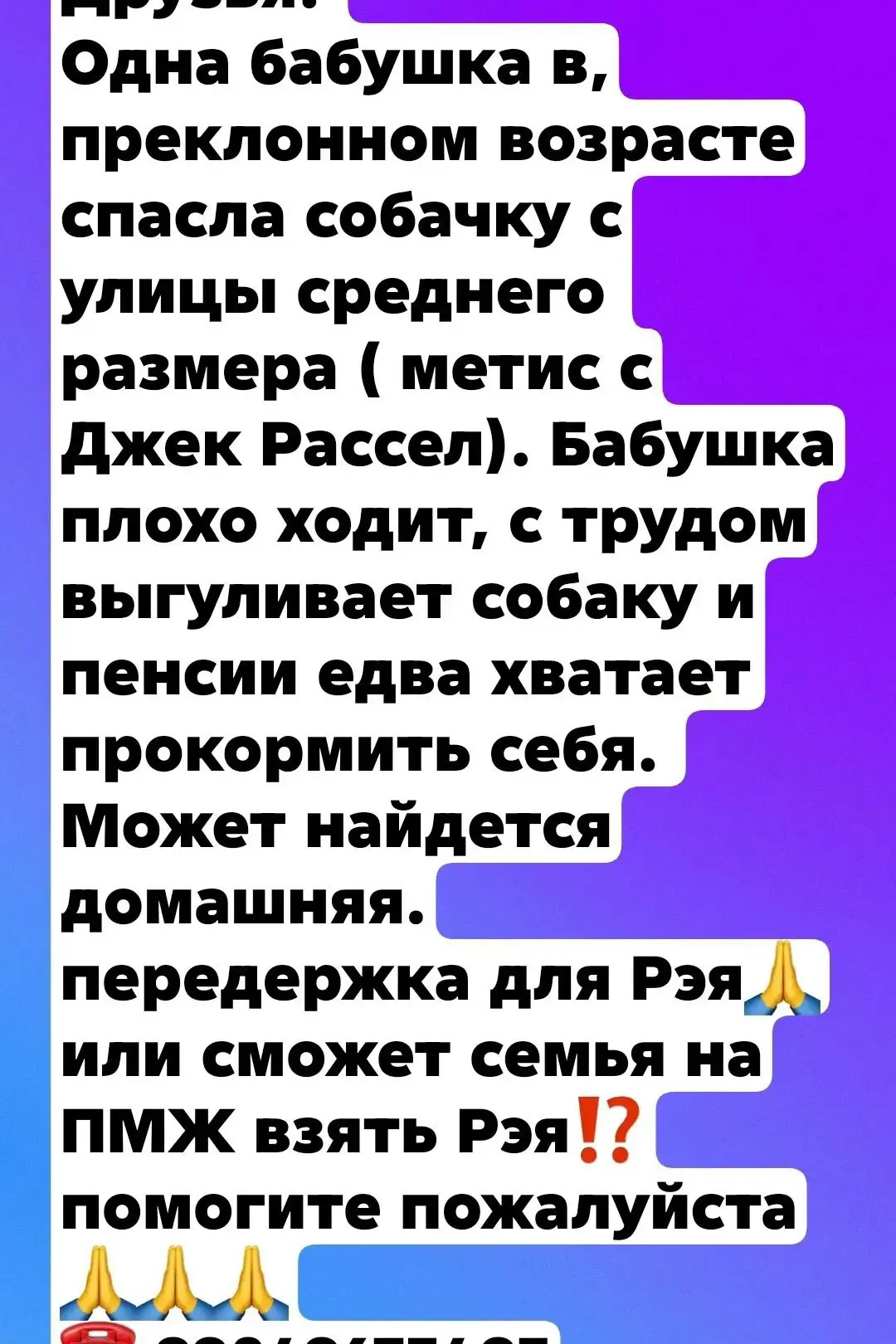 Рэю 1 год — это умный, ласковый и очень контактный пёс среднего размера, компактный, от...