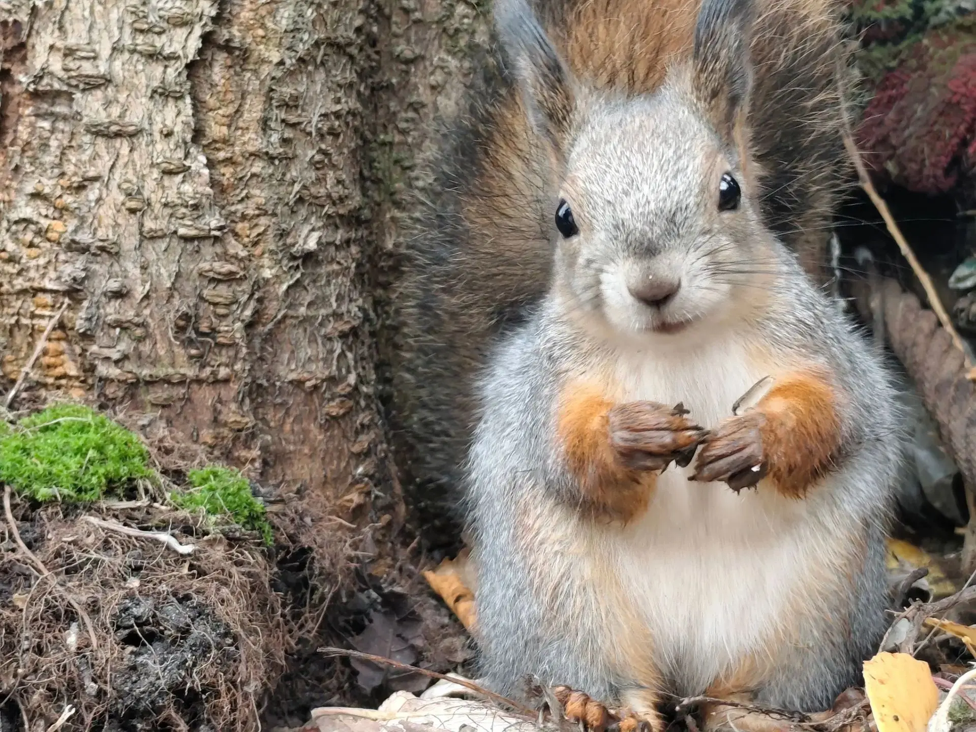 🐿️ Белки в Мега‑парке сменили шубку!