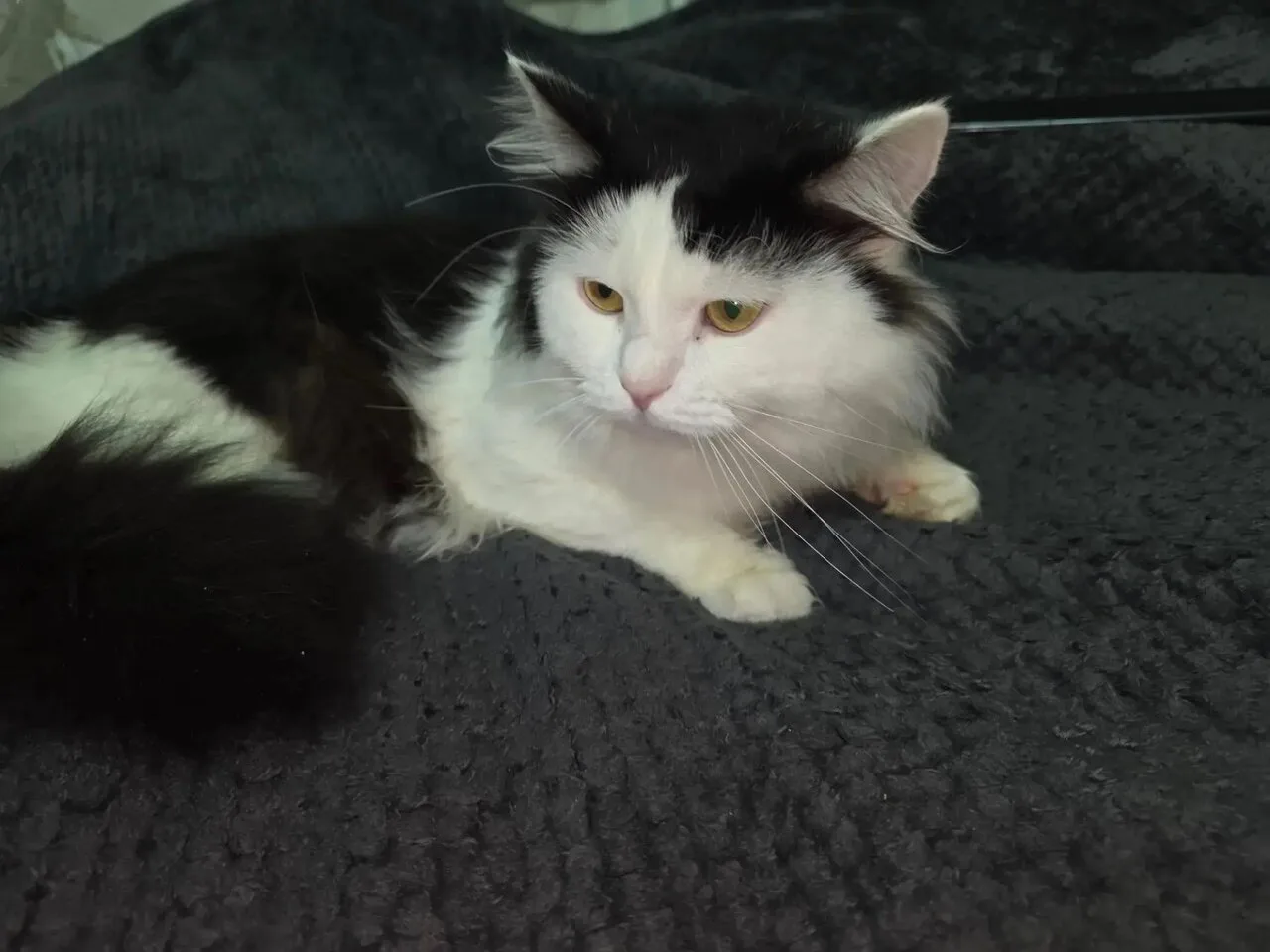 Котик Феликс вернулся домой 🐾