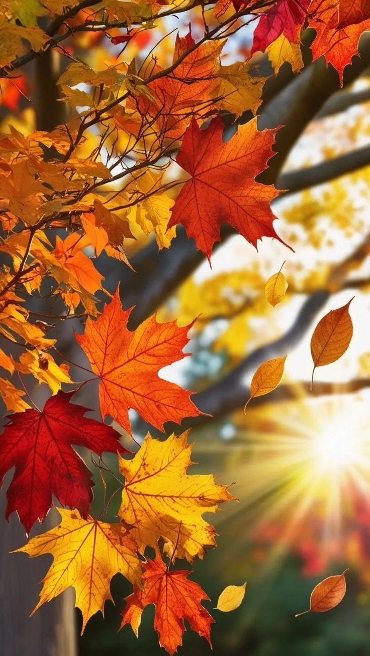 🍂🍁 🌼