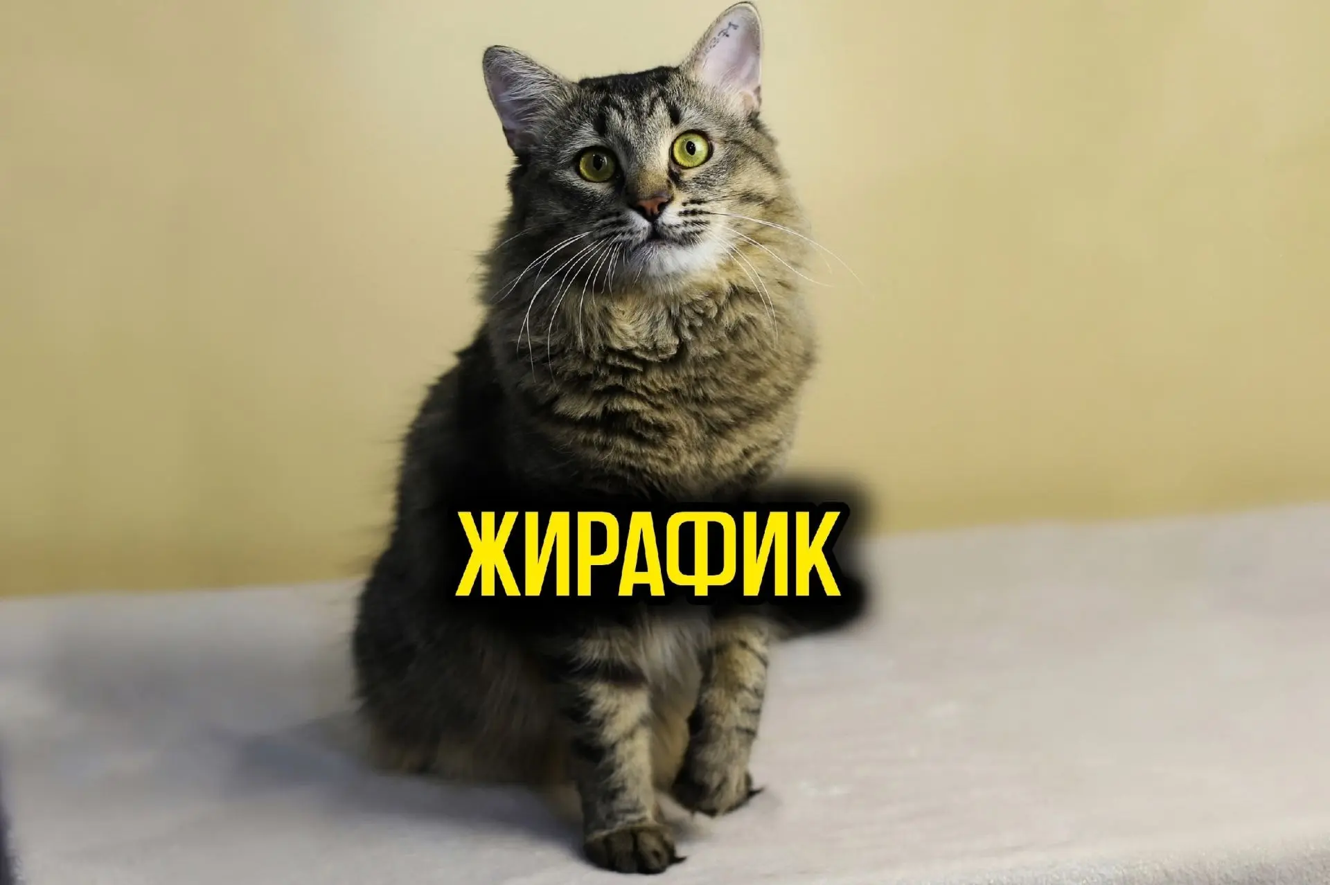 Жирафик💛
