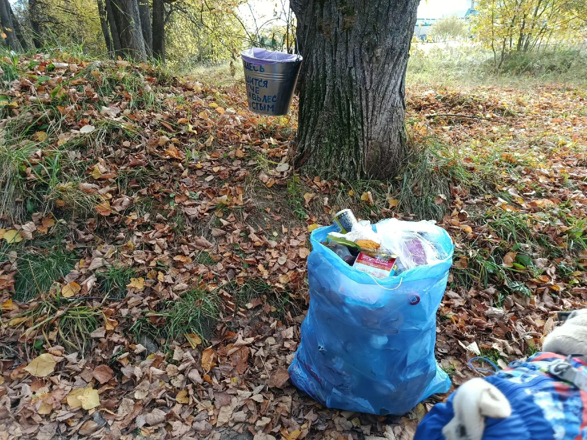 Во время прогулки с собакой в Берёзовой роще автор публикации собрал пакет мусора — в о...
