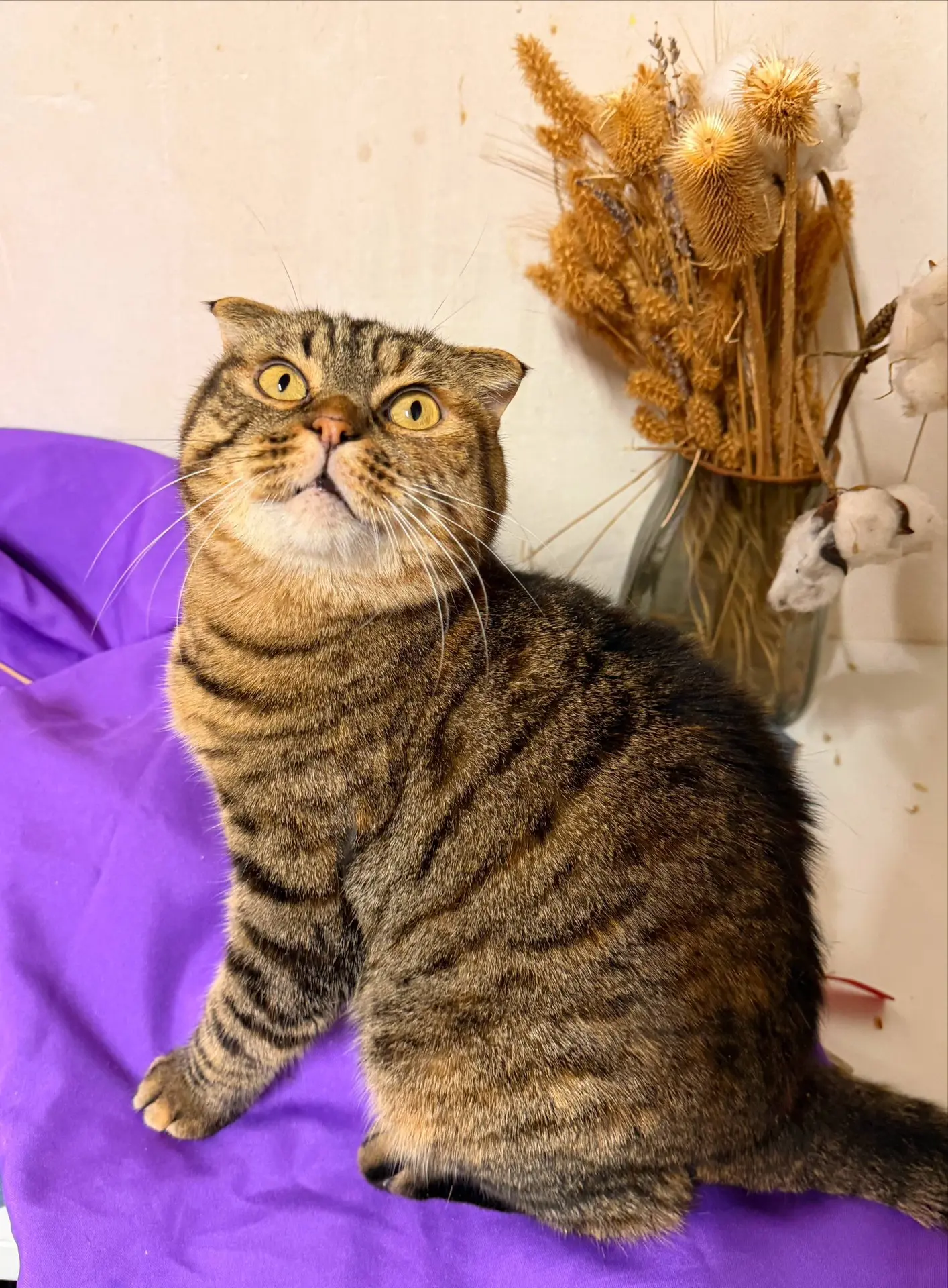 🐾В ПОИСКАХ ДОМА🐾
