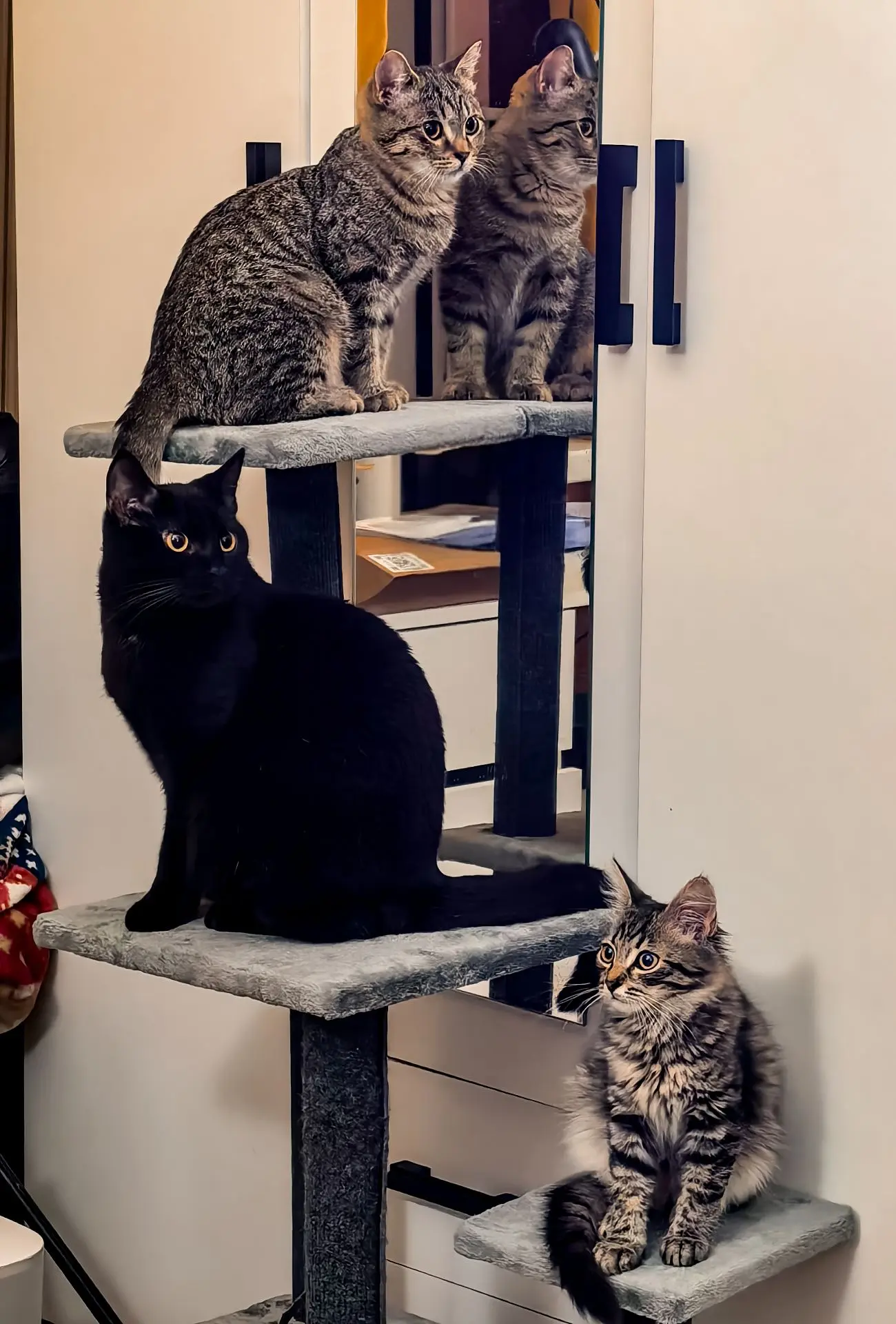 Мои котодетки