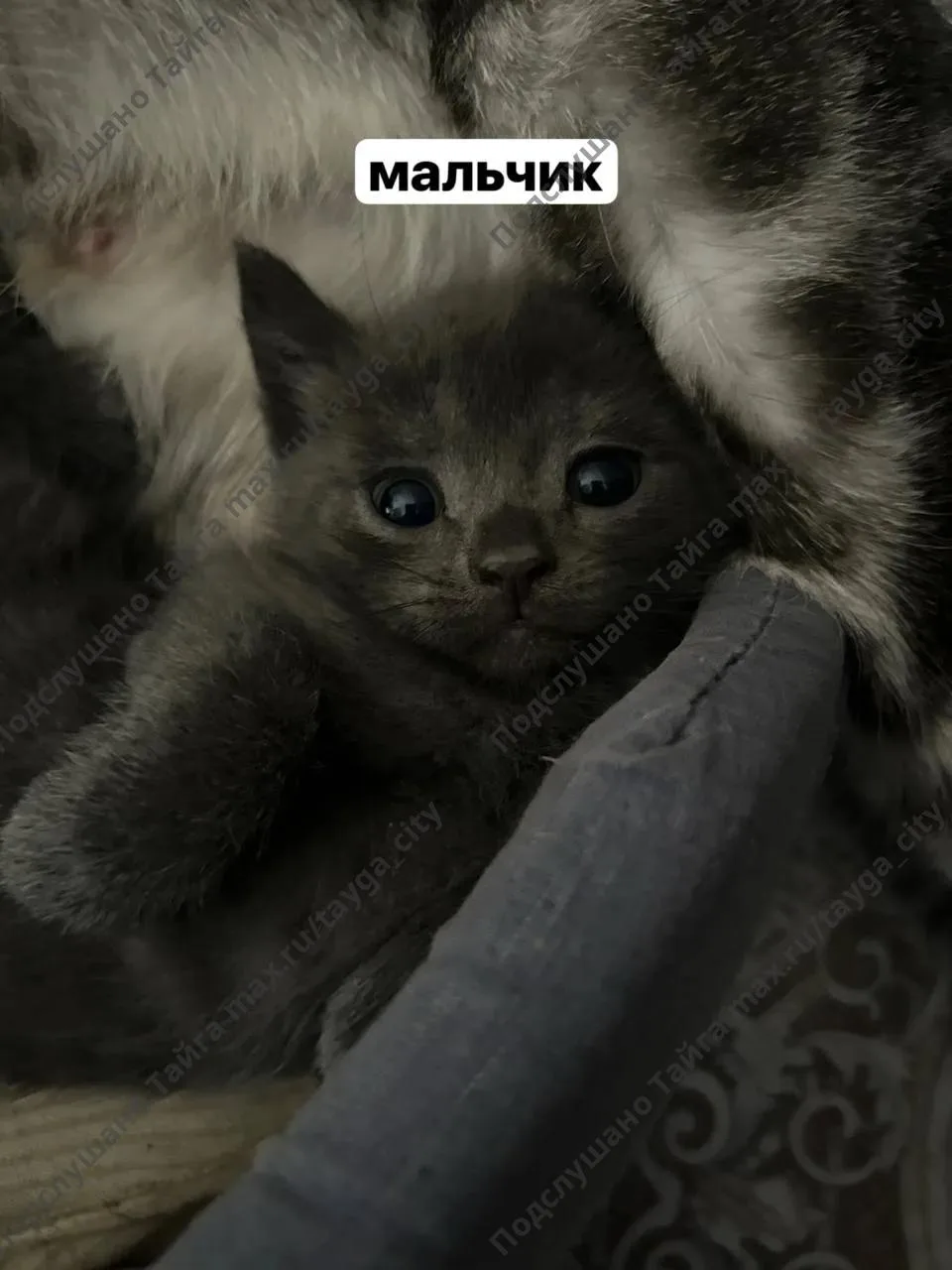 отдам котят, писать, звонить по номеру: +7 951 183 47-60