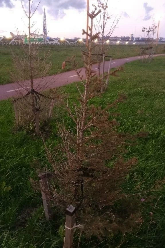 В Линейном парке снова погибают растения 🌿