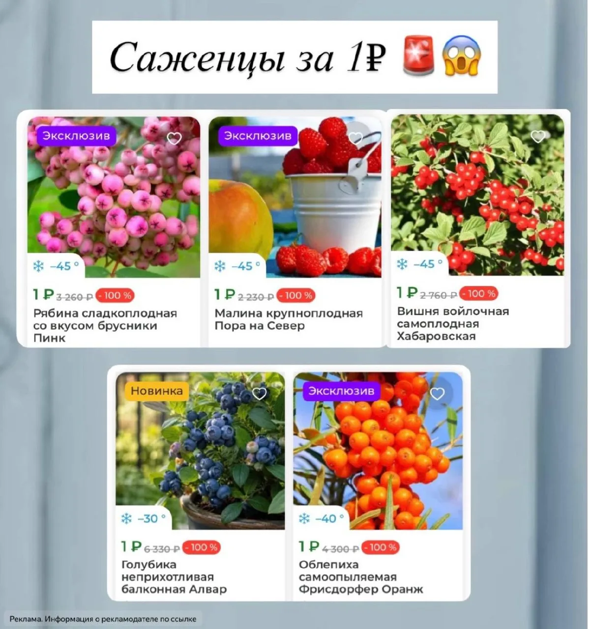 Саженцы заготавливаем с осени 💯🌳