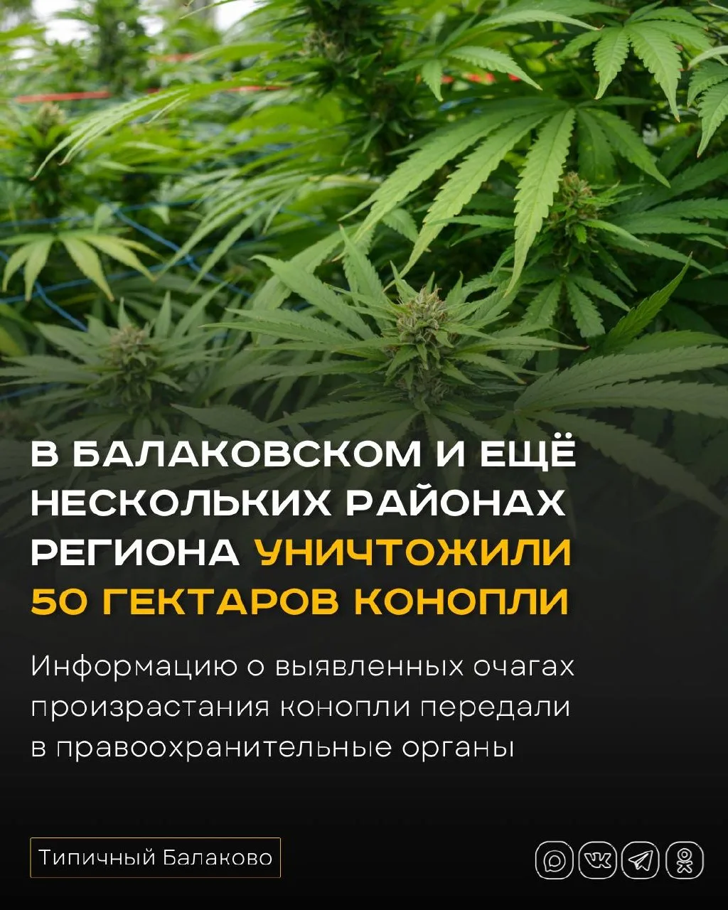 Очаги конопли нашли в трёх районах