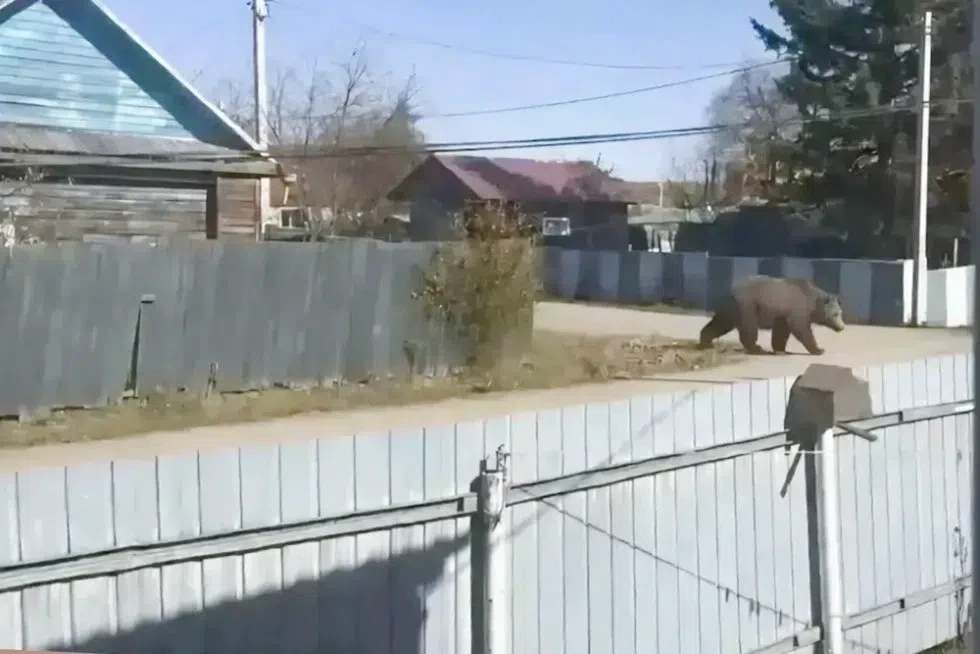 Россиянку оштрафовали за сгенерированное фото медведя