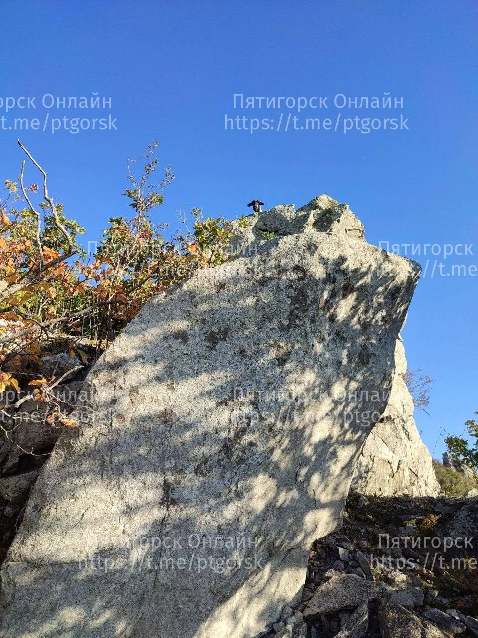 На Змейку сбежала чья-то коза