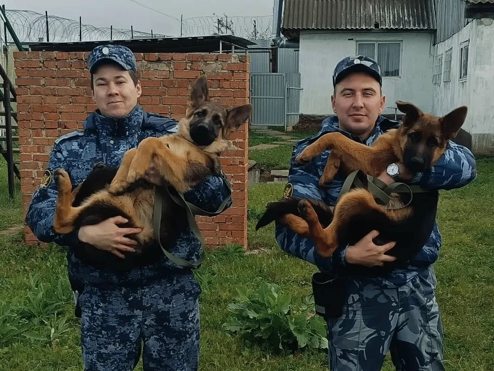 Два щенка немецкой овчарки по кличкам Туман и Сапсан прибыли в исправительную колонию №...