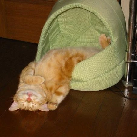 🐱 Котофакт дня