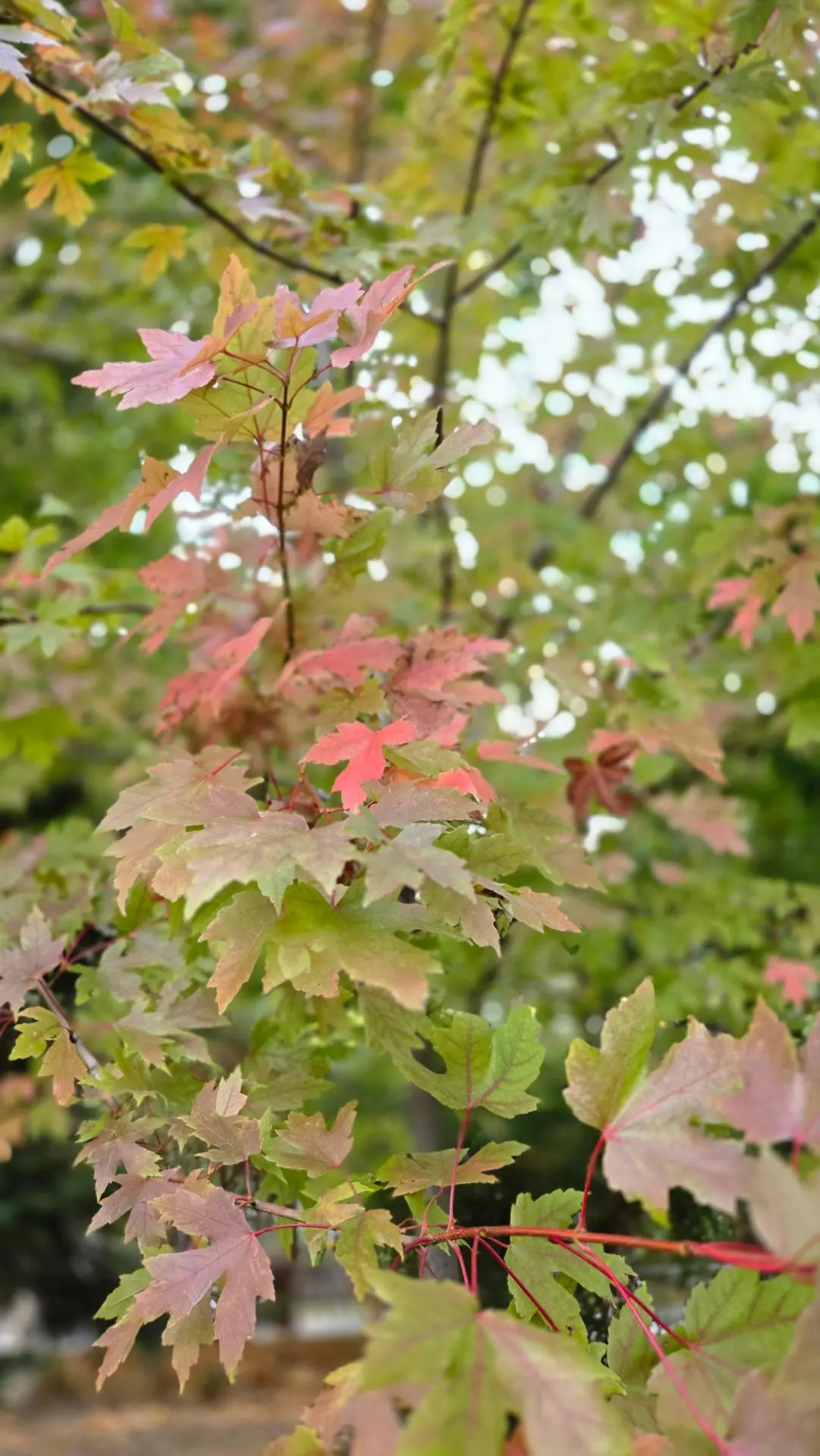 🍁 Наш красавец клён и правда сейчас — главное украшение двора гимназии! 🍁