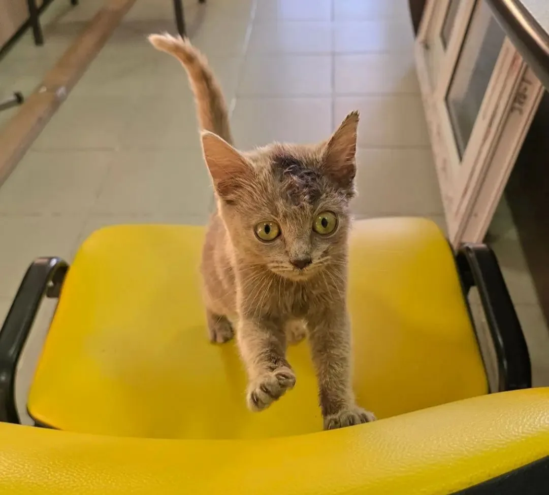 🐈‍⬛Вы спрашивали, как сложилась судьба Лизы