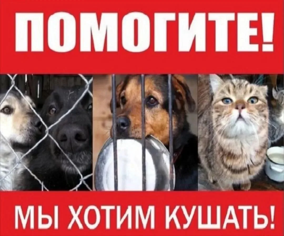 🆘СРОЧНЫЙ СБОР! ПОМОГИТЕ КУПИТЬ КОРМ ДЛЯ ОДНОЙ ИЗ ПЕРЕДЕРЖЕК🙏‼️