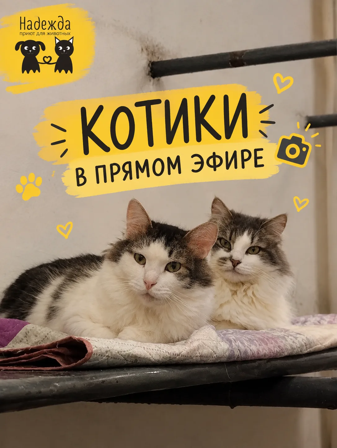 📹 Что делают котики, когда думают, что их никто не видит?