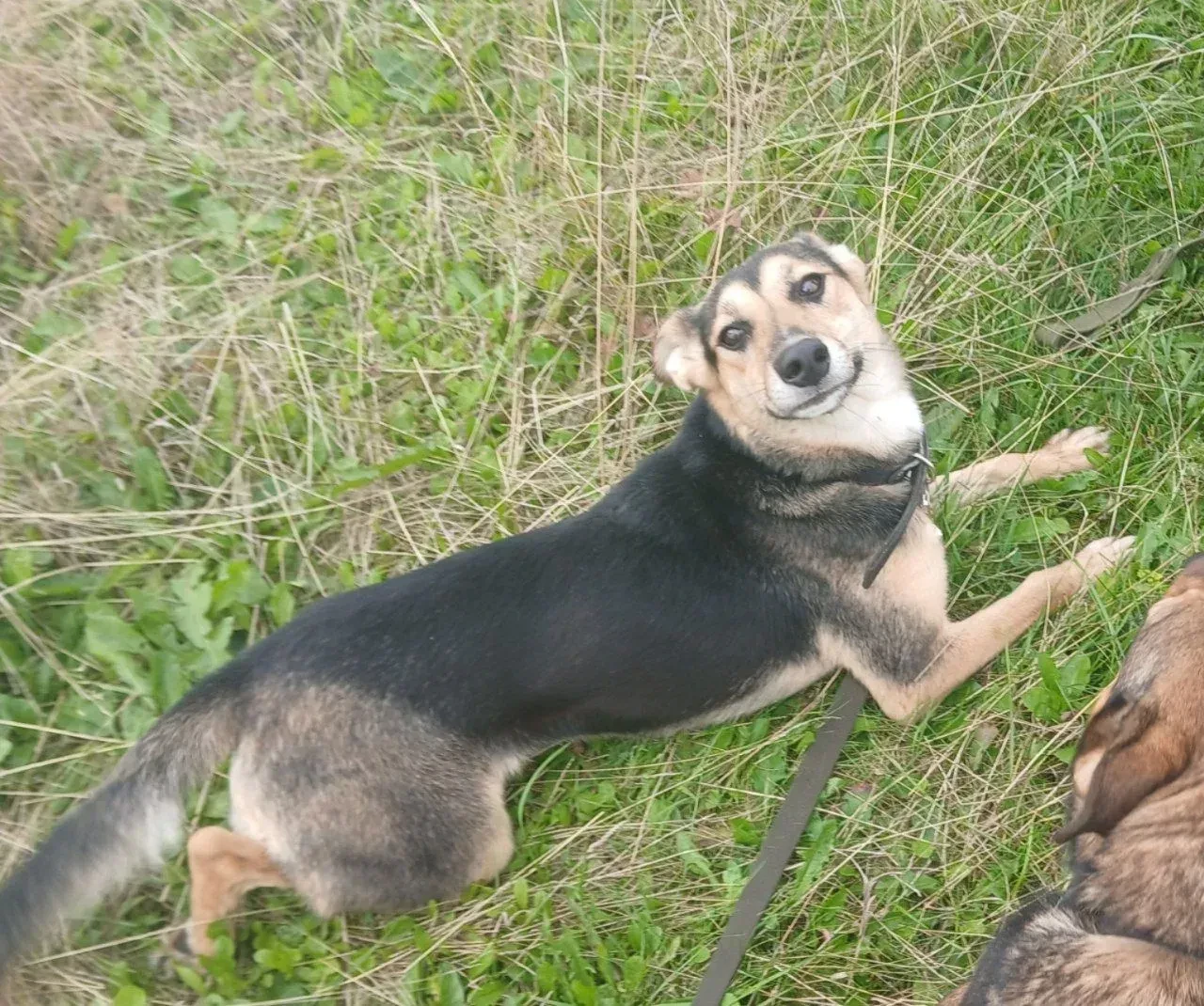 Алёнушка