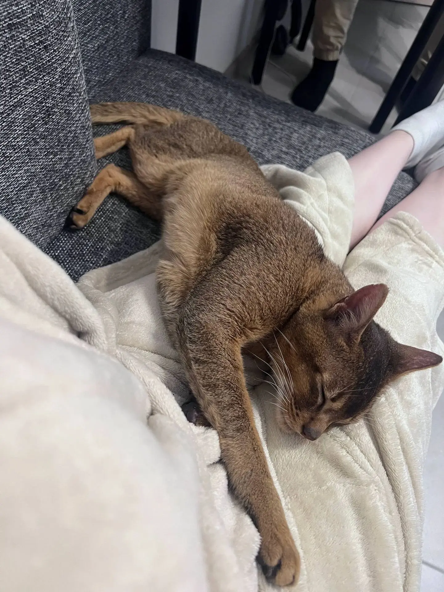 Найден кот.