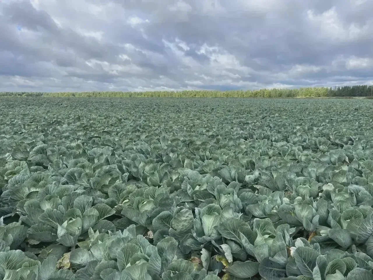 🌾 Аграрии Новгородской области отмечают праздник