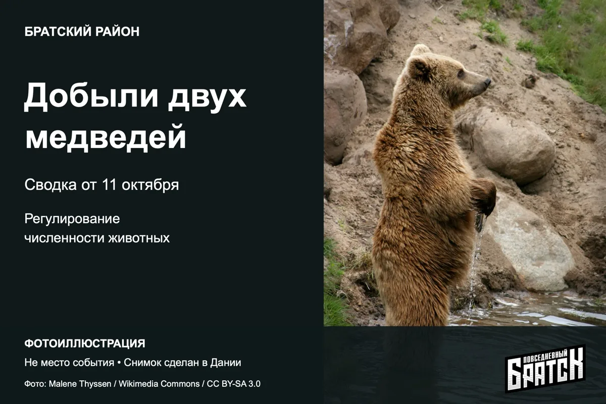 В Братском районе добыли двух медведей: сводка от 11 октября