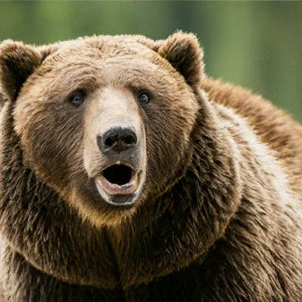 🐻 Сквернословить и становиться большим: охотники рассказали, как озадачить медведя при...