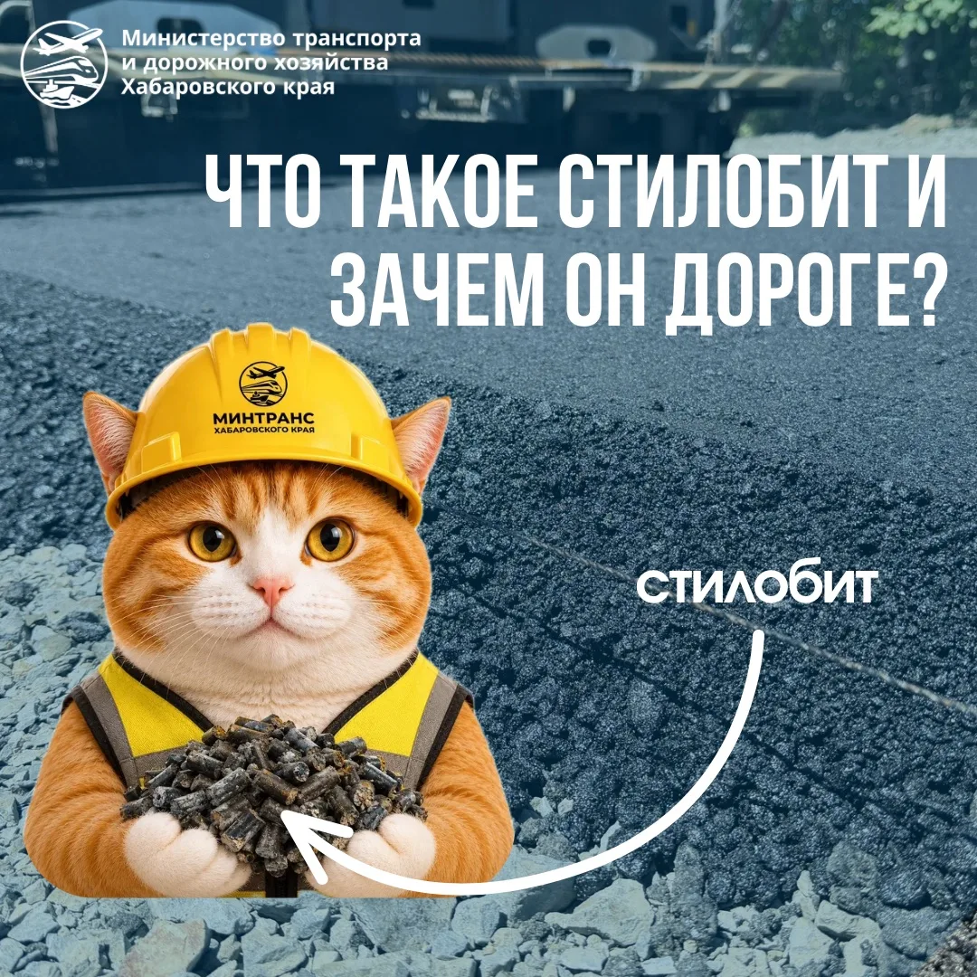 Мурршрут снова на связи! 🐾