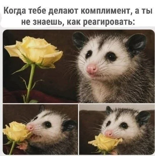 #Possum
