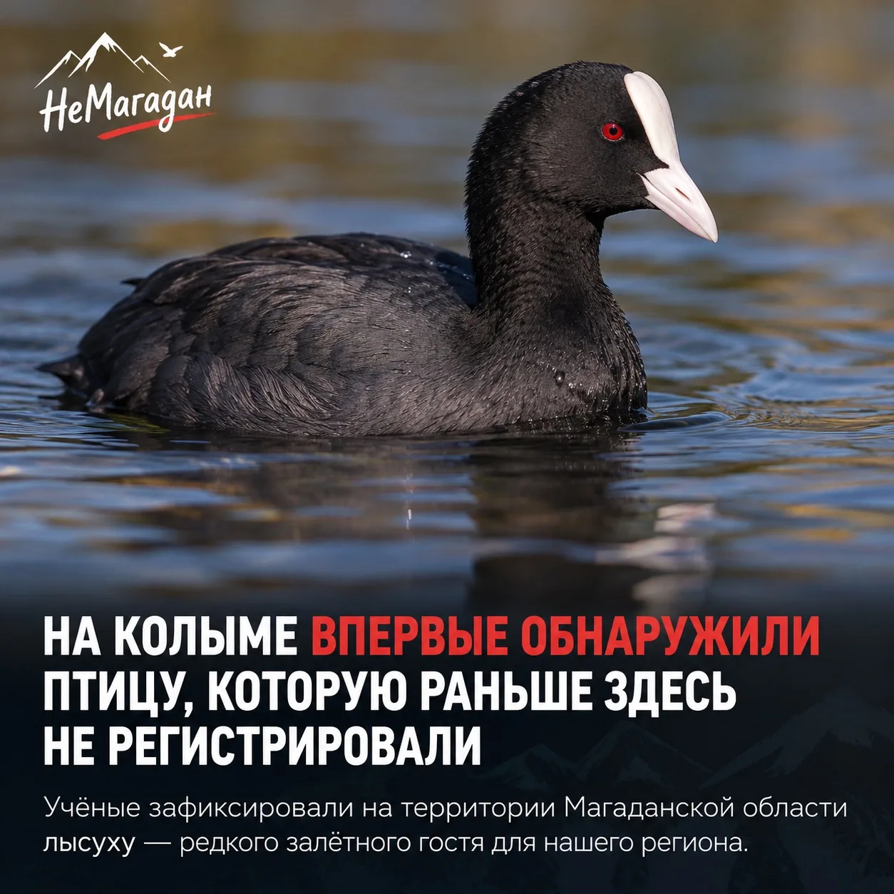 На Колыме обнаружили птицу, которую раньше здесь официально не регистрировали